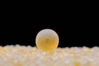 Truite - Ovule fécondé (oeuf)